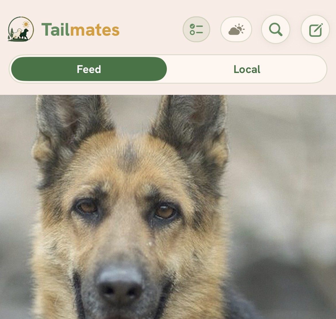A more visual Home: a German shepherd's photo fills the screen under the Tailmates mark and the Feed and Local tabs